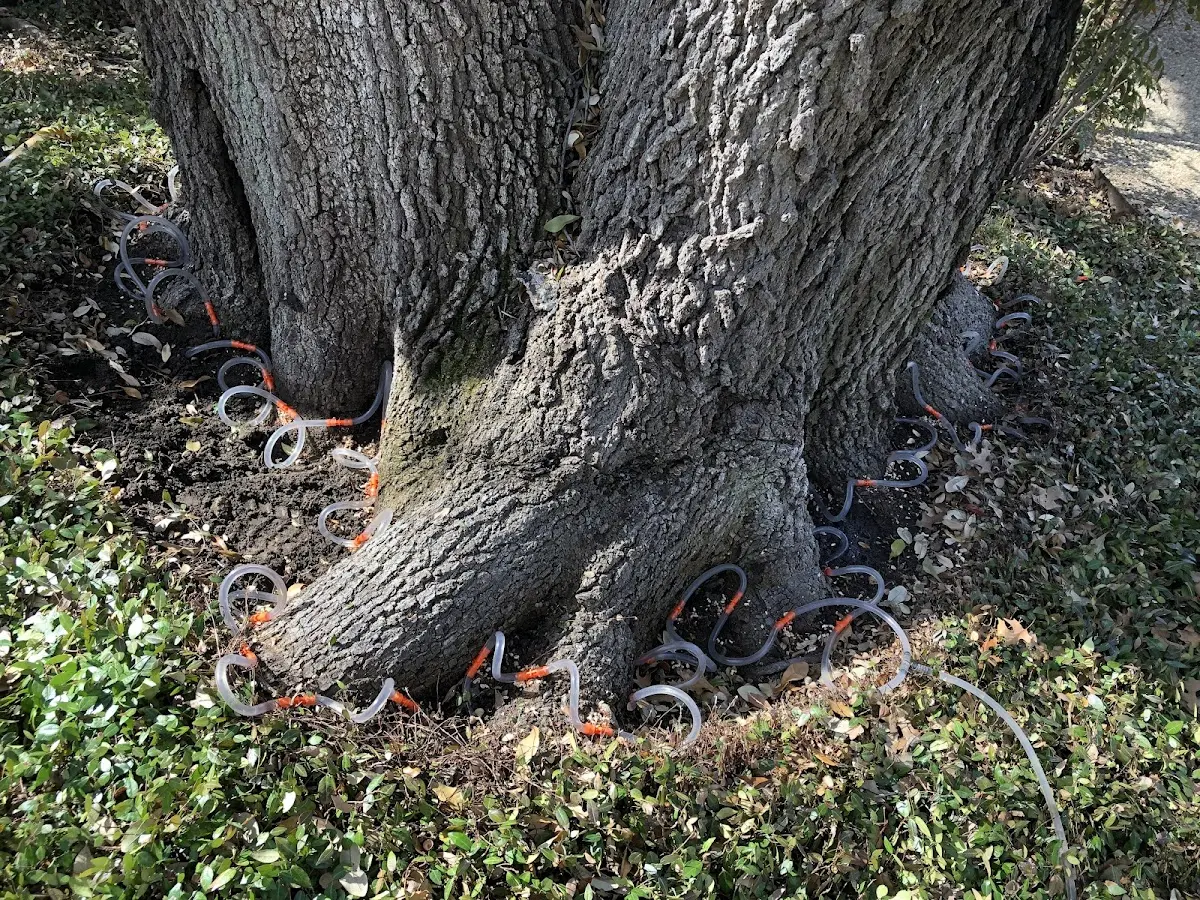 Detailed Tree Cabling and Bracing job site in Playa Vista