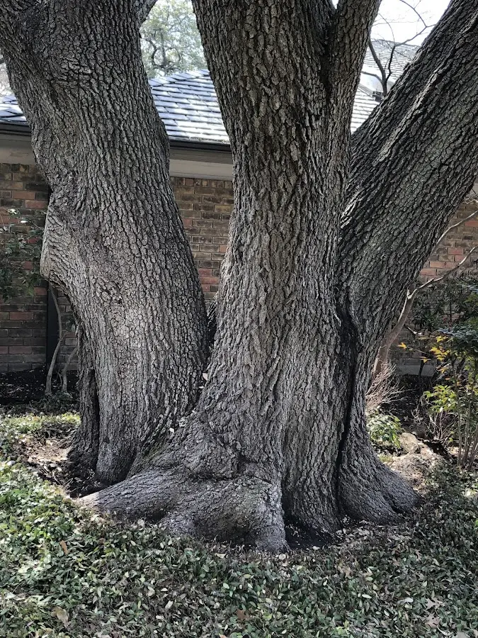 Mature heritage tree close to a Playa Vista property cared for by certified arborists